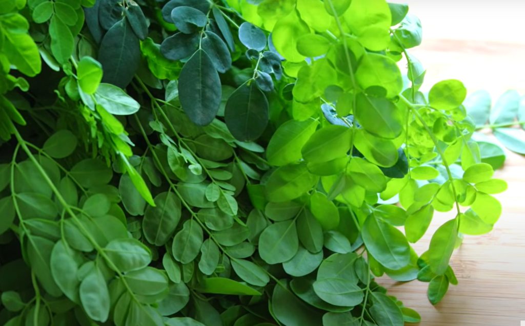 Moringa 1