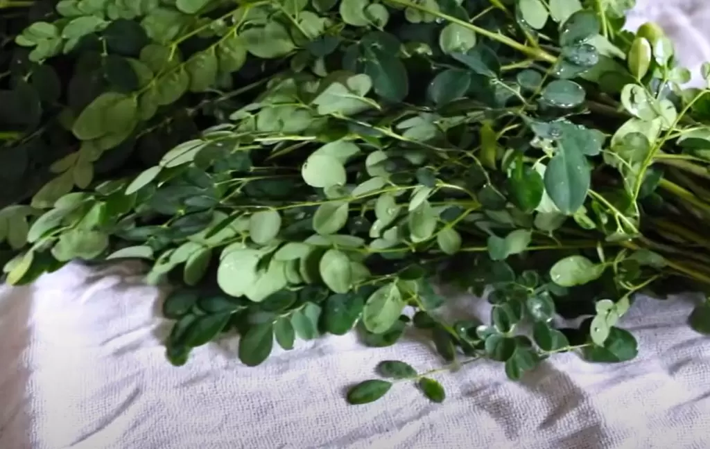 Moringa 3