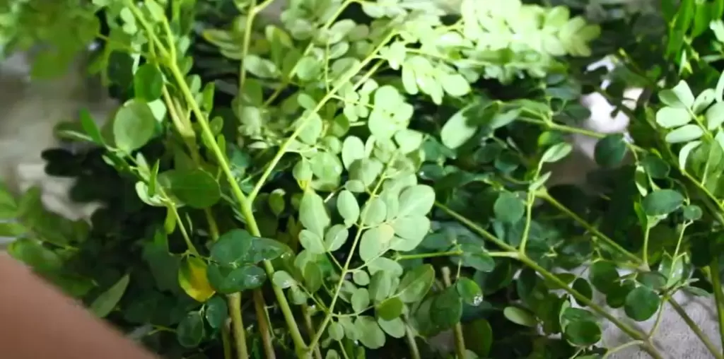 Moringa 4