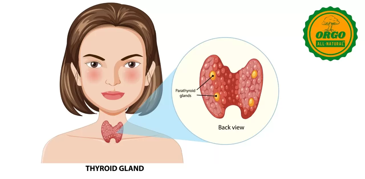 Thyroid normal range​