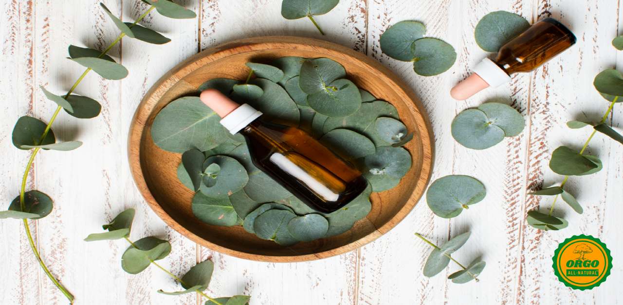 Top 10 Eucalyptus Oil Uses And Benefits