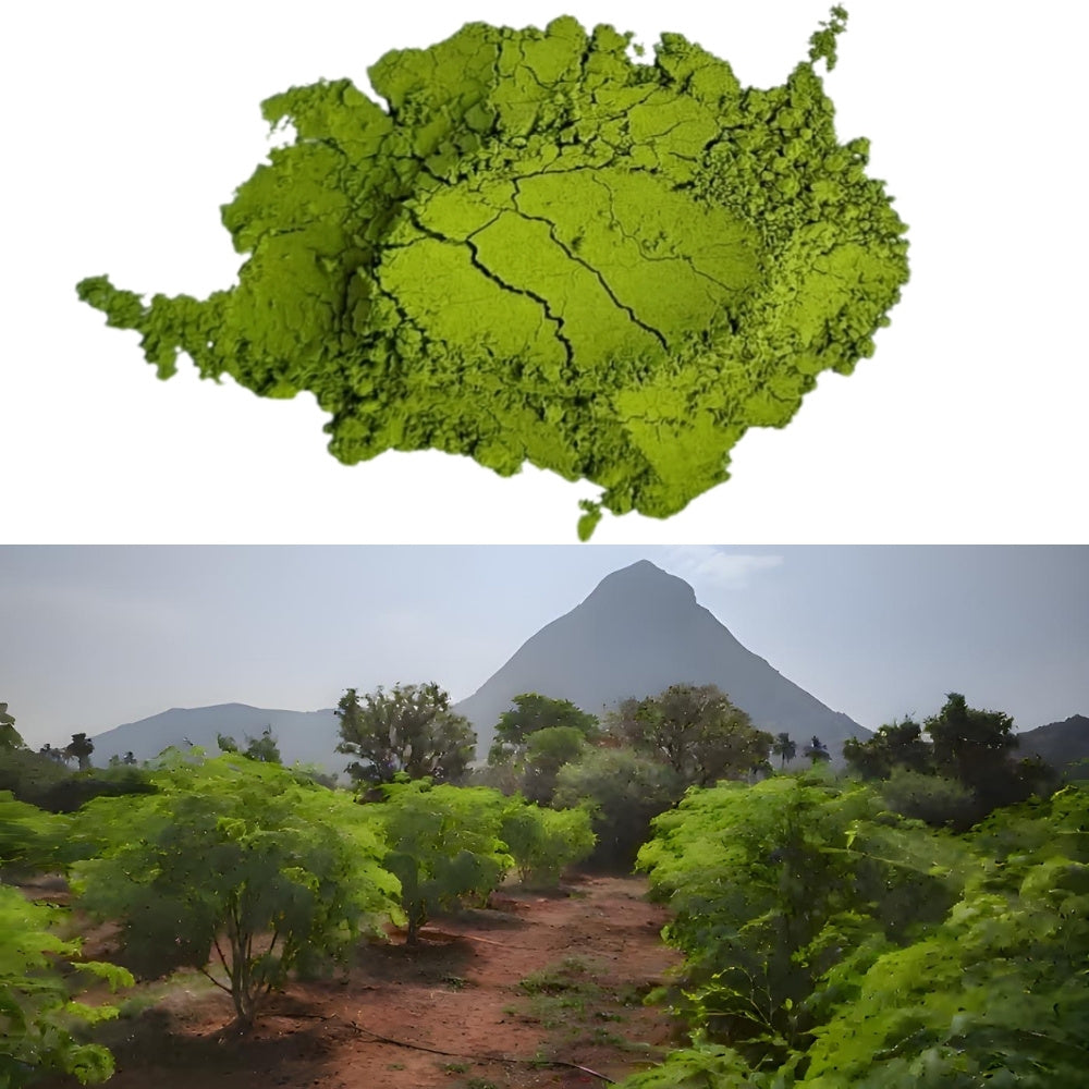 Moringa Powder (Organically Cultivated & Made from Fresh Moringa Leaves)