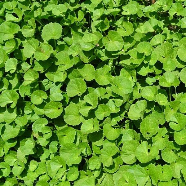 Brahmi