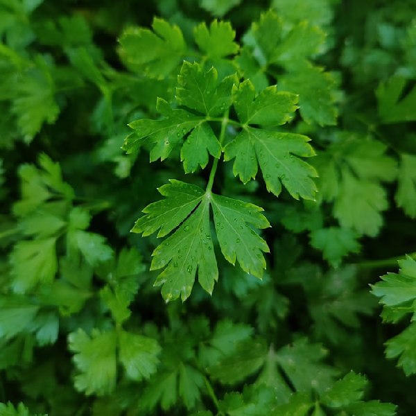 Parsley (dry leaf)